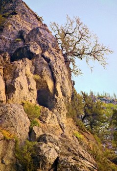 tree on mountainside