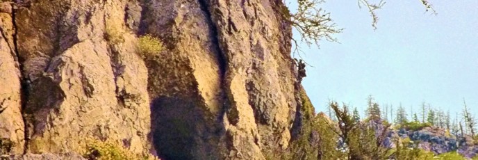 tree on mountainside