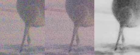 Removal of noise from an image of a bird