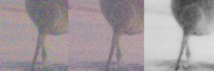Removal of noise from an image of a bird