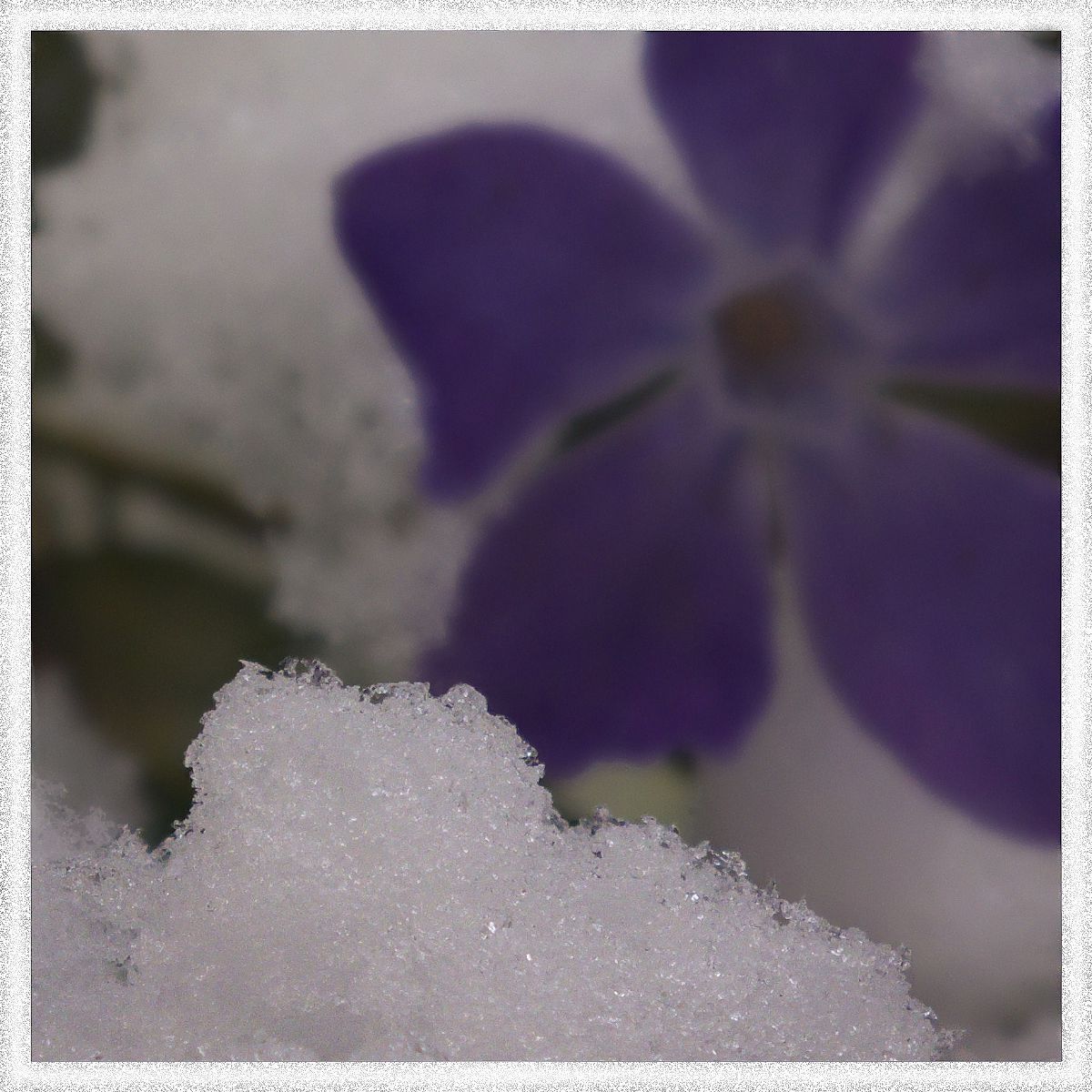 Flowers and Snow